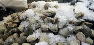 Vega Monumental mussels